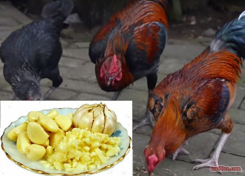 Cho gà ăn tỏi trị bệnh đường ruột cho gà