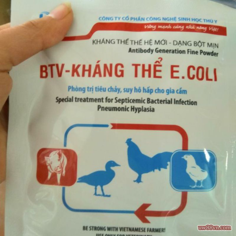 khang the e coli cho ga