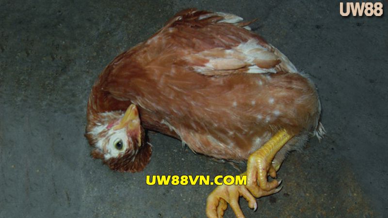 Triệu chứng bệnh dịch tả gà