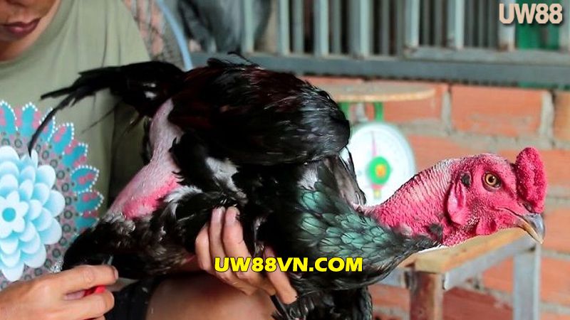 Cách cắt lông cho gà chọi phần đùi 
