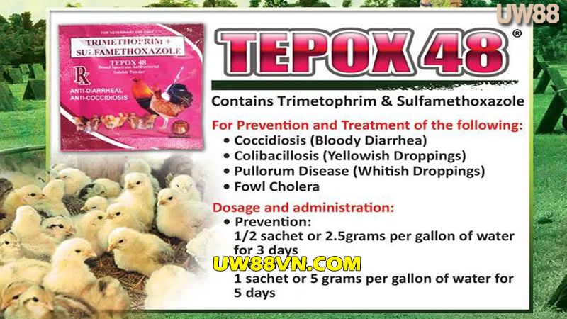 Thuốc Trimethoprim + Sulphamethoxazol trị gà ủ rũ bỏ ăn